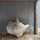 زوج كنق لافندر توب