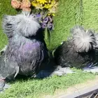 للبيع طبه بخاره اخر 4 ريش