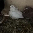 جوز كشكش معه طبه
