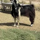 تيس فحل عارضي