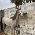 مهر شعبي كفو