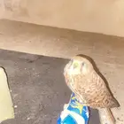 بأشق