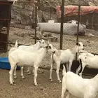 تيوس اضاحي