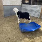 جذعه نجديه ظهر مقفل