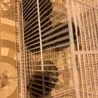 أربع قنافذ بريه تقتل النمل والحشرات والعقارب