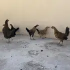 دجاجة مفرخه معها 5 فروخ أعمار الفروخ 3شهور 4 أناثي و1 ذكر