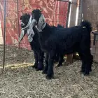تيوس طيبة للبيع