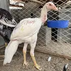 دجاج سندي