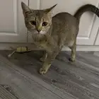 قطة للتبني هجين سكوتش ستريت