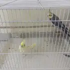 طيور كروان للبيع