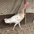 دجاجه رومي