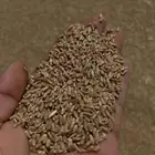 معيه بدون كيماوي