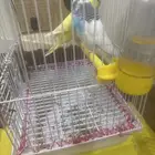 عصافير للبيع مع القفص
