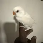 للبيع طير روز بينوا صحته جيده أليف مافي عض