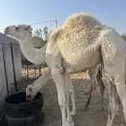 ذبح حاشي بالربع