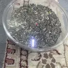 اكل طيور مستلزمات طيور