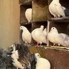 للبيع حمام رقاصي