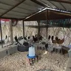 دجاج