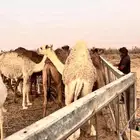 للبيع حاشي لباني عمره 8 شهور