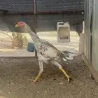 ديك شامو الماني