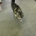 قطه أليفه ونظيفه