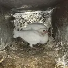زغاليل حمام فرنسي
