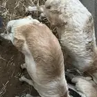 رفيديات جذعان مرآبي