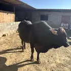 الخرج حي الريحان طريق حرض