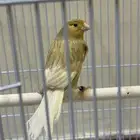 كناري جاسب ذكر تغريد