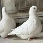 حمام فرش