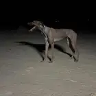 سلوقي للبيع