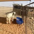 ذبائح فاخره