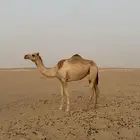 بكر عشرا