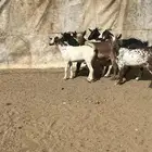 تيوس مخاصي جبرات