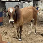حسيل طيب بلدي