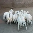 خرفان
