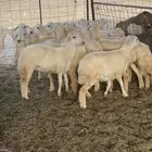 طليان حري و سواكني حمري تربية