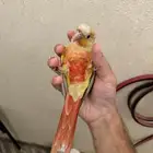 كنيور صن شيك 3 شهور