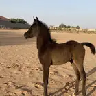 مهر شعبي للبيع (( تم البيع )) بحده