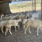 ضان وغنم ماعز