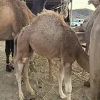 قعود على حليب امه