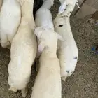 طليان