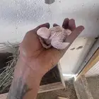 فروخ روز تواصل واتس