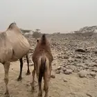قعود
