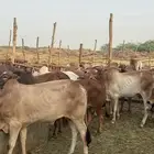 بقر بلدي شحم يوجد مقاطع للصامل