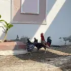 دجاج بلدي فاخر للبيع