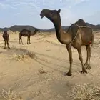 رنيه