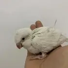 فرخ كويكر البينو