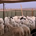 تيوس حريات و عارضيات   طليان