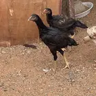 ديك ودجاج شامو الماني